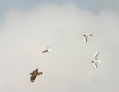 Marsh Harrier - Falco di palude - Rohrweihe - Circus aeruginosus