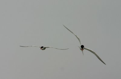 Sterna hirundo