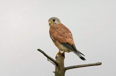 Common Kestrel - Gheppio - Turmfalke - Falco tinnunculus