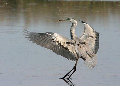 Grey Heron - Airone cenerino - Graureiher - Ardea cinerea