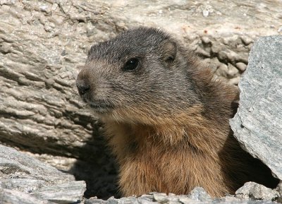 Marmot - Marmotta - Murmeltier -Marmota marmota