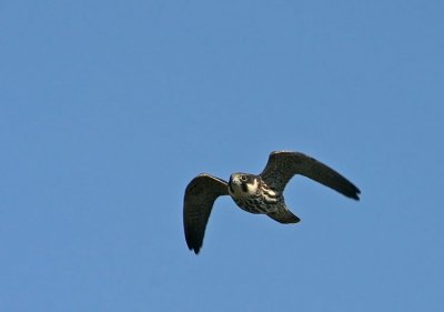 Eurasian Hobby - Lodolaio - Baumfalke - Falco subbuteo