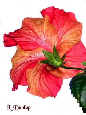 Hibiscus