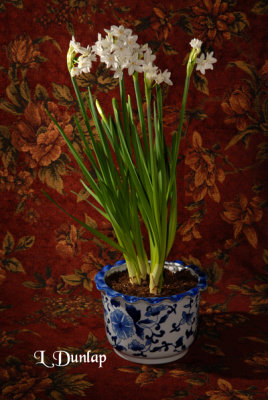 Paperwhites