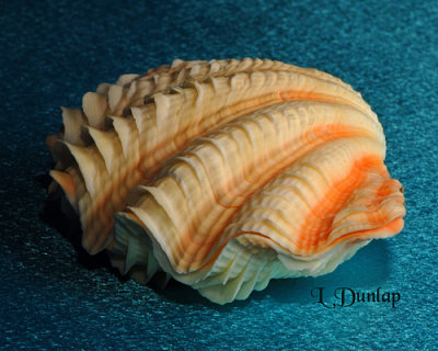 Fluted Giant Clam 1