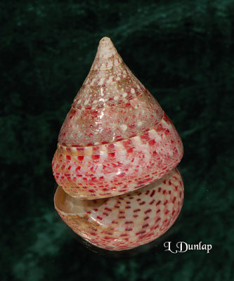 Cone Top Shell, Reflected 1