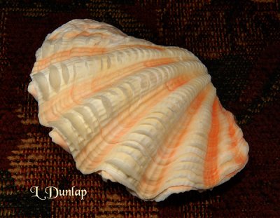 Fluted Giant Clam 2