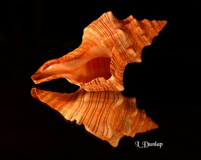 Horse Conch, Reflected