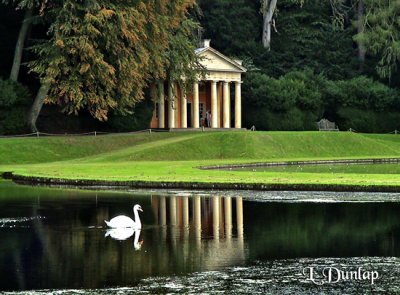 Swan At Studley Royal Water Gardens