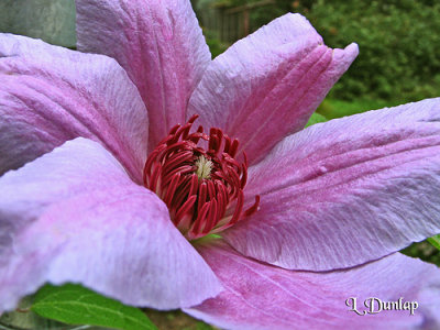 Nellie Moser Clematis