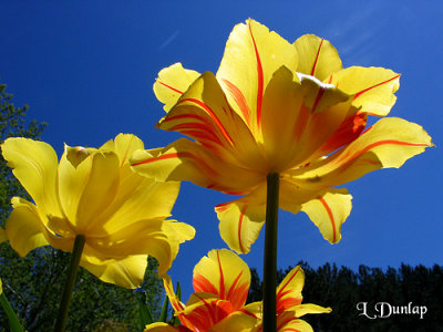 Yellow Tulips