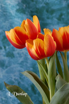 Tulips Vertical