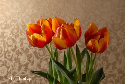 Tulips On Gold