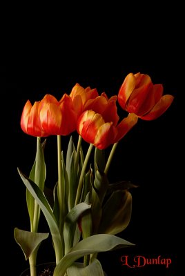 Tulips On Black 2