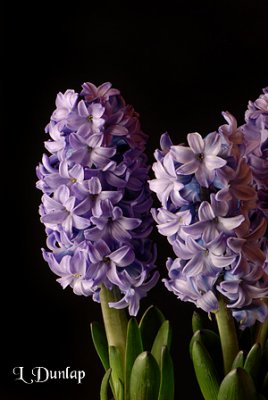 Hyacinth 4