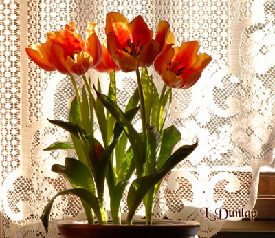Lace Tulips