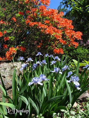 Spring Azalea And Iris