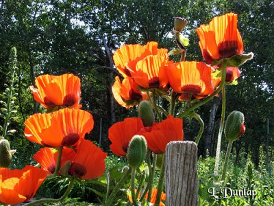 Sunlit Poppies