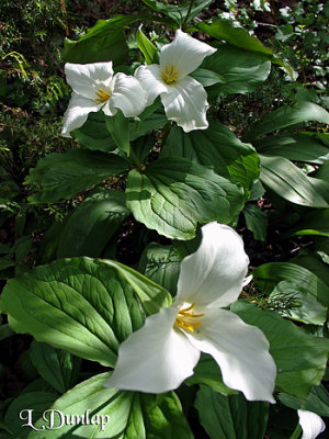 Trilliums 2