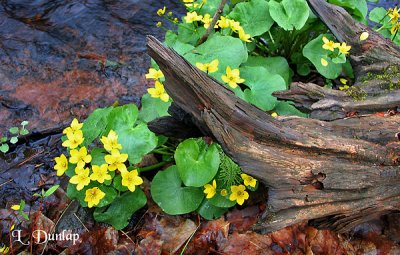 May's Marsh Marigolds