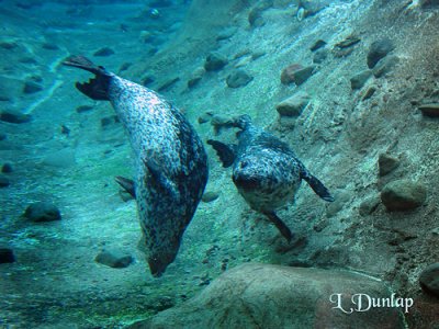 Harbor Seals Underwater
