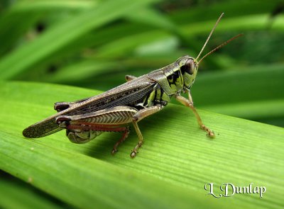 Grasshopper 1