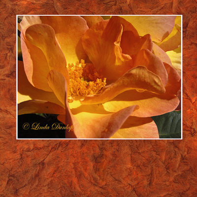 Russet Matted Rose