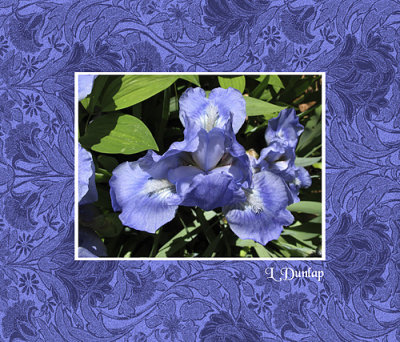 Matted Blue Iris