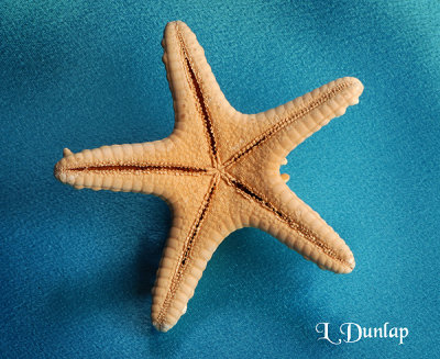 Starfish Underside