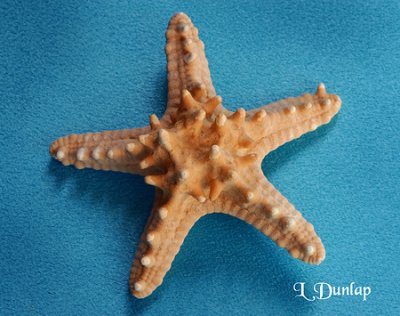 Starfish Topside