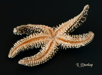 Small Starfish, Underside
