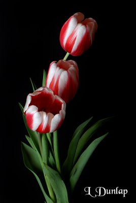Three Tulips Vertical