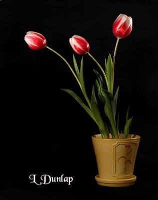 3 Potted Tulips