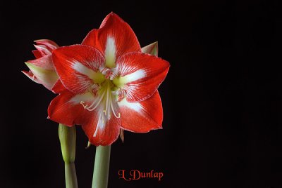 Amaryllis, With Black Space At Right