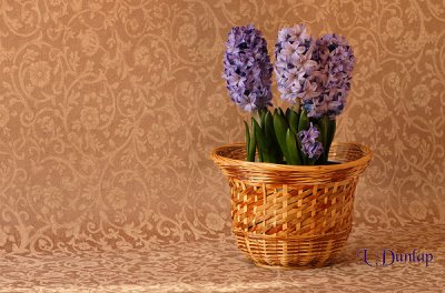 Hyacinth Basket, On Gold Design With Space At Left