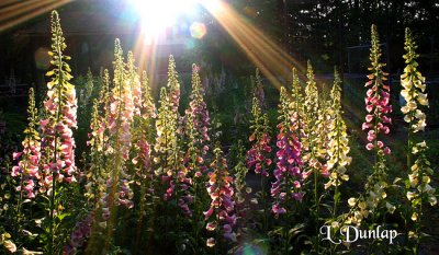 Foxglove Field Backlit