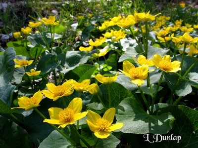 Marsh Marigolds (Cowslips)