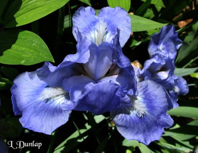 Sky Blue Iris