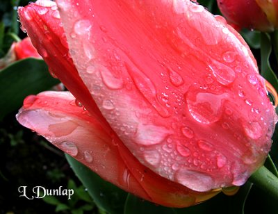 Rain Tulip