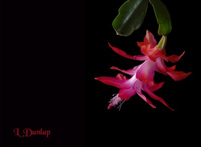 Christmas Cactus At Easter