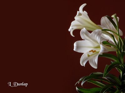 Easter Lilies On Maroon