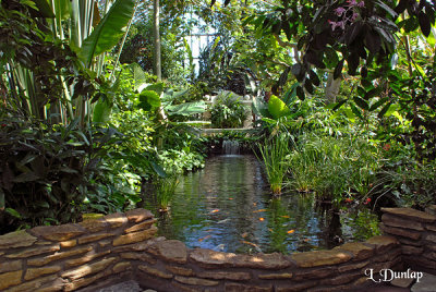 Conservatory, Tropical Pond 1