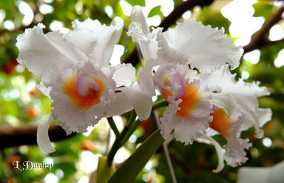 White Orchids 1 - Cattleya