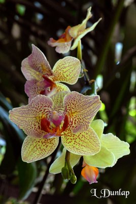 Orchids 1 - Phalaenopsis