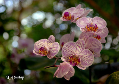 Orchids 1 - Phalaenopsis