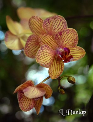 Orchids 2 - Phalaenopsis