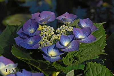 Hydrangea 1- Blaumeister