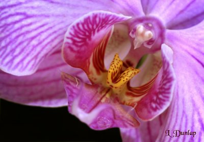 Orchid Detail 1 - Phalaenopsis