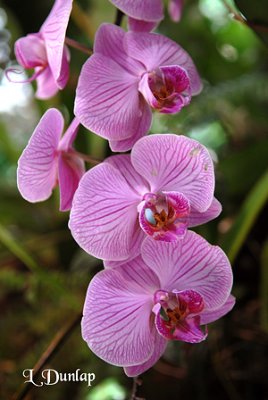 Orchids 4 - Phalaenopsis