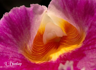 Orchid Detail 2 - Cattleya